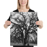 HAUNTED TREE Canvas